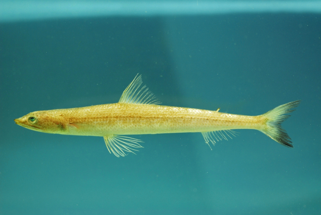 Inshore lizardfish ( Synodus foetens )