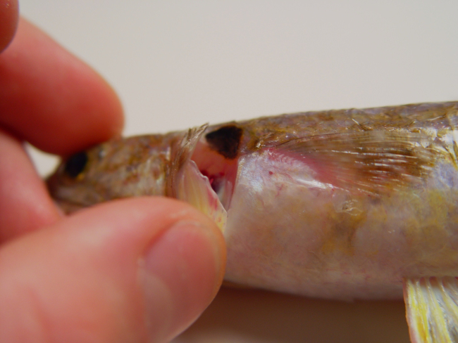 Sand diver ( Synodus intermedius )