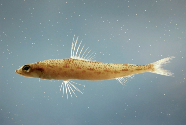 Offshore lizardfish ( Synodus poeyi )
