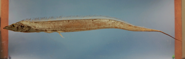 Largehead hairtail or Atlantic cutlassfish ( Trichiurus lepturus )