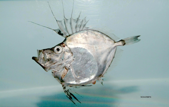 American john dory or silvery john dory ( Zenopsis conchifera )