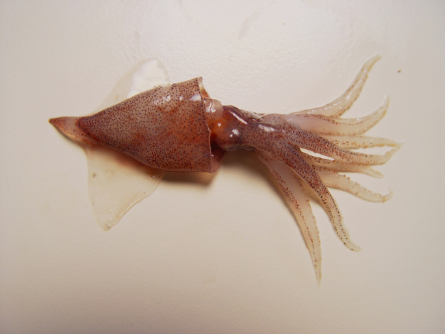 A species of squid  ( Abralia redfieldi  )