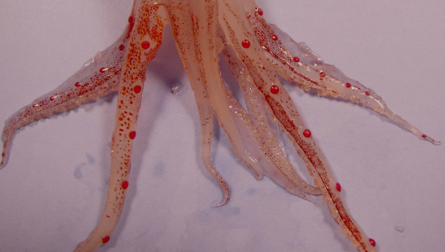 Tentacles of a species of squid  ( Abralia veranyi  )