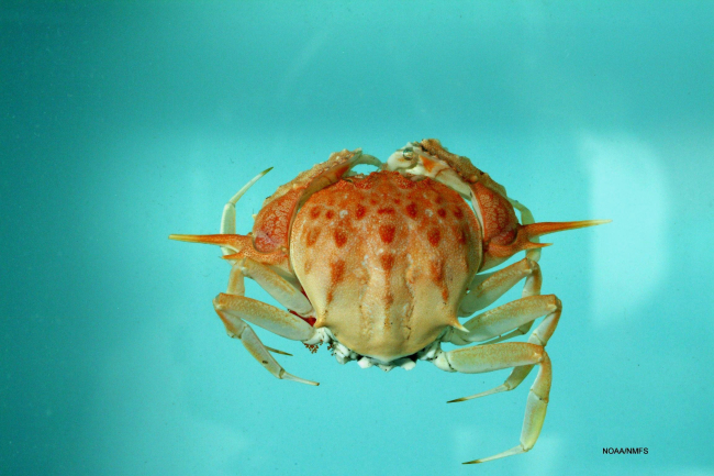 Gladiator box crab  ( Acanthocarpus alexandri  )