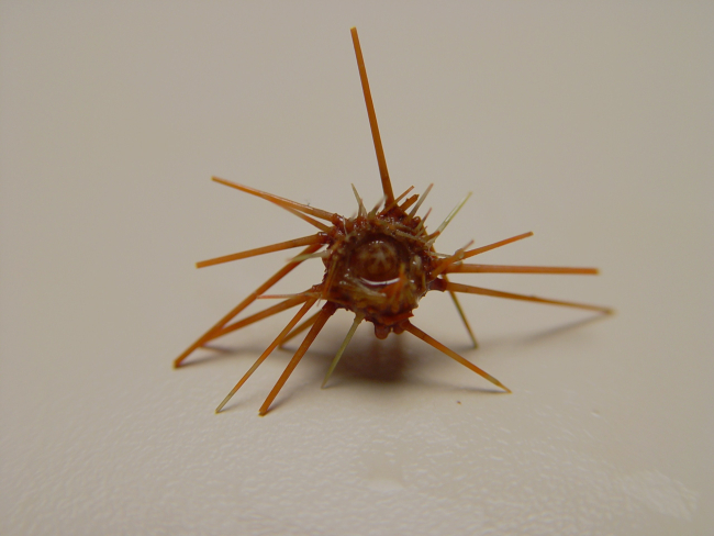Purple-spined sea urchin ( Arbacia punctulata )