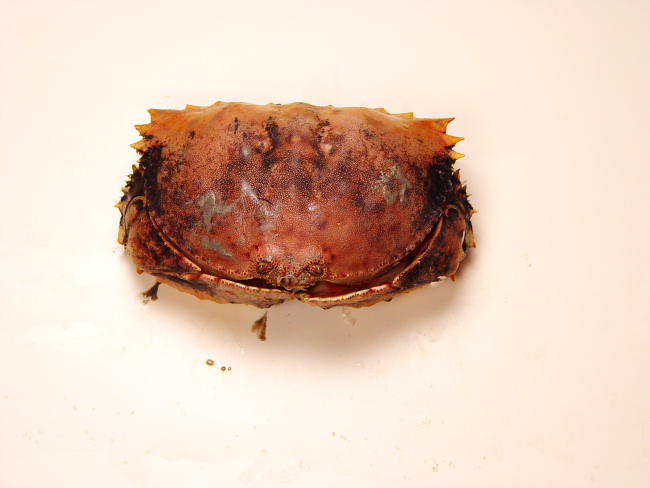 Yellow box crab ( Calappa sulcata )