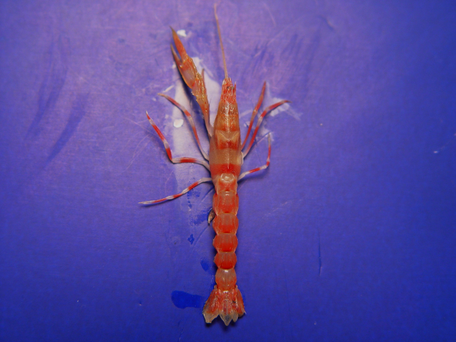 An axiid shrimp shrimp (Acanthaxius hirsutimanus )