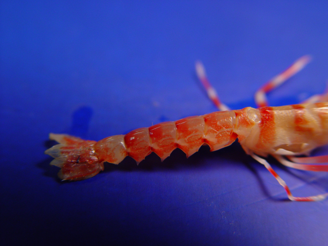 An axiid shrimp shrimp (Acanthaxius hirsutimanus )