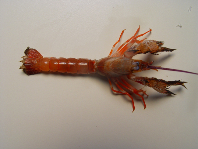An axiid shrimp shrimp (Acanthaxius hirsutimanus )
