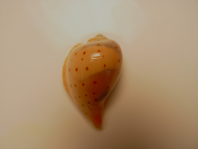 A member of the gastropod family Ficidae, commonly called fig shell( Ficus atlanticus )