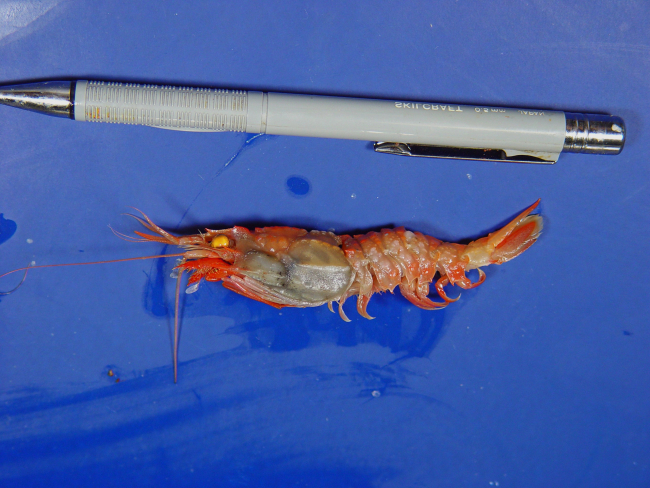 A member of the family of armored shrimp ( Glyphocrangon neglecta )