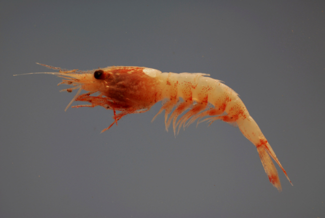 A deepsea shrimp ( Janicella spinicauda )