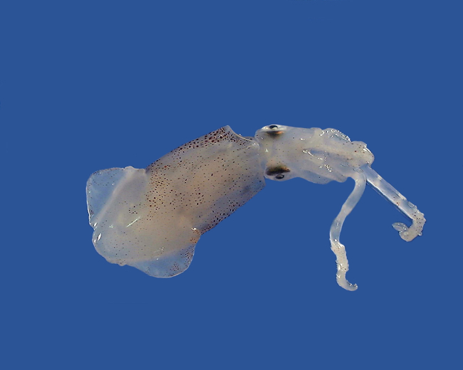 Atlantic brief squid ( Lolliguncula brevis )