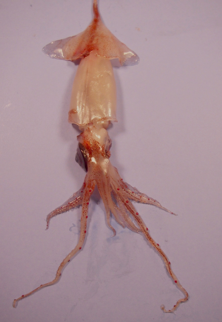 A squid, member of the  family Lycoteuthidae