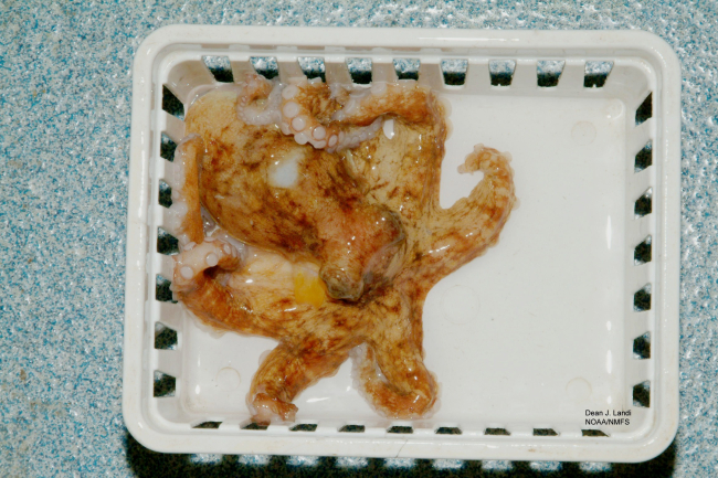 Common octopus (Octopus vulgaris)