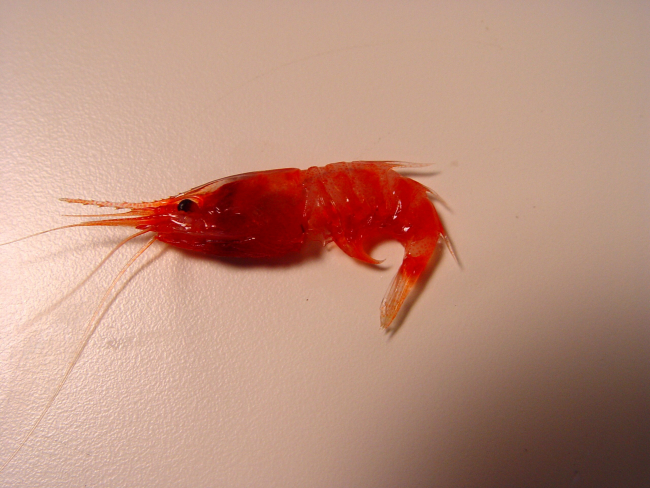 A species of deepsea shrimp (Oplophorus sp