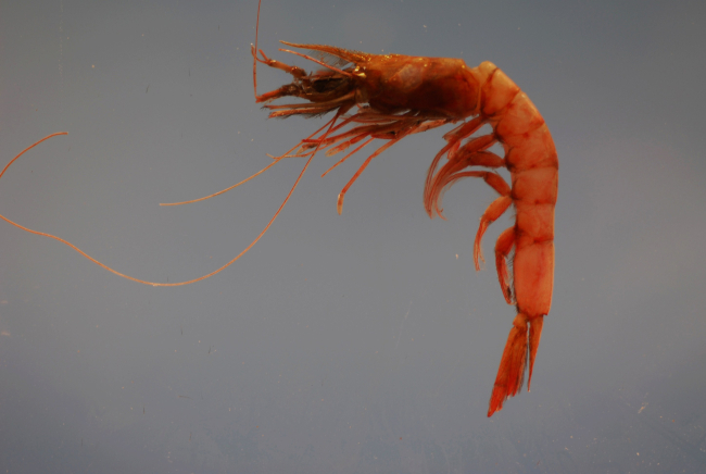 Megalops or pinkspeckled shrimp ( Penaeopsis serrata)