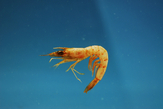 Megalops or pinkspeckled shrimp ( Penaeopsis serrata)