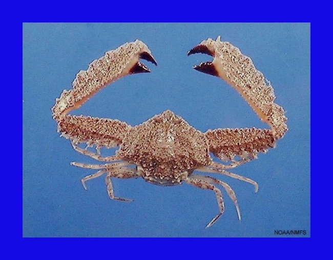Bladetooth elbow crab ( Platylambrus granulatus )