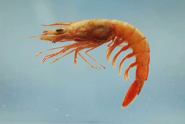 Royal red shrimp ( Pleoticus robustus )