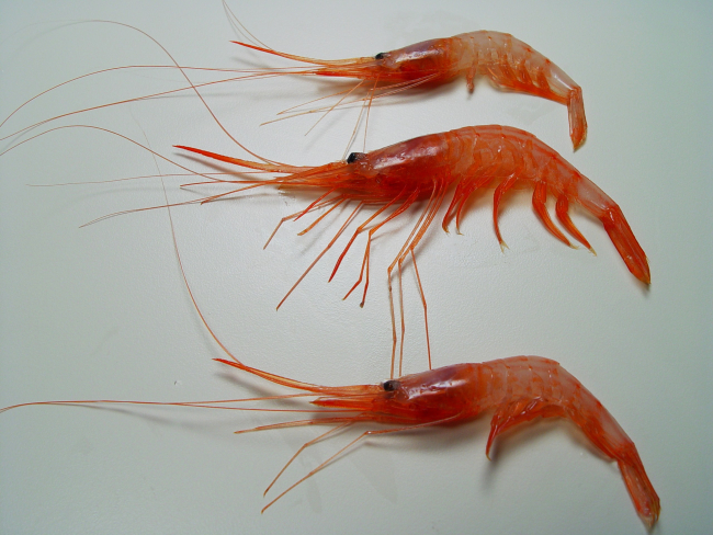 Soldier striped shrimp ( Plesionika edwarsii )