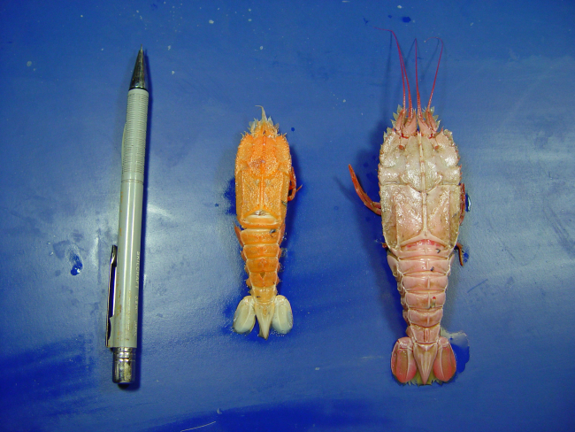 The blind lobsters ( Polycheles typhlops ) & ( Polycheles sculptus )