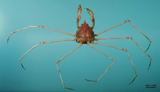 Dartnose pear crab ( Pyromaia cuspidata )