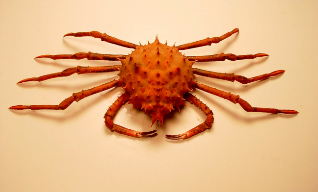 Inflated spiny crab ( Rochinia crassa )