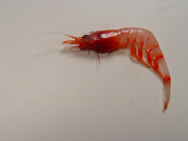 A type of prawn/shrimp , family Sergestidae 