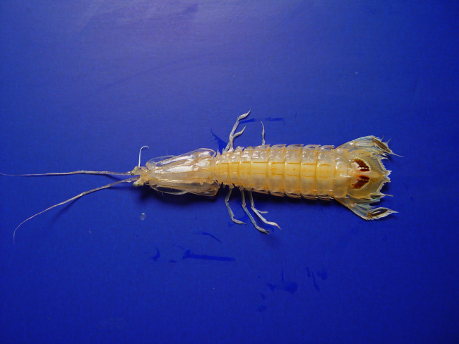 A species of mantis shrimp ( Squilla chydaea )