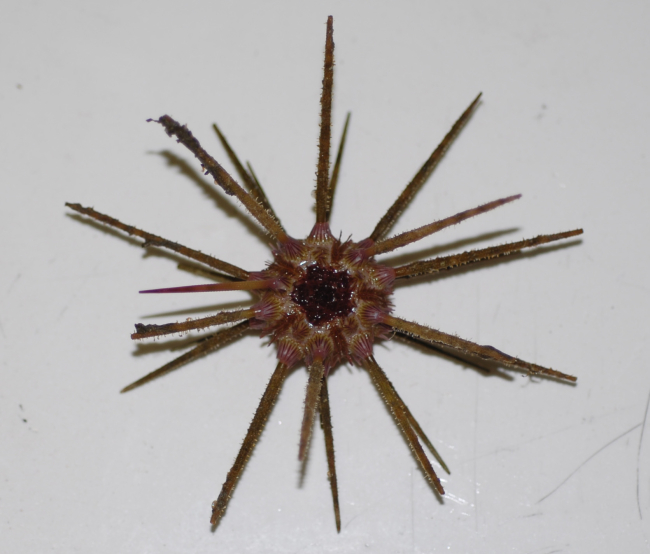 A species of pencil urchin ( Stylocidaris affinis )