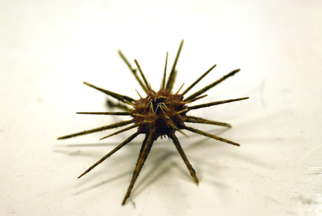 Bottom view of a species of pencil urchin ( Stylocidaris affinis )