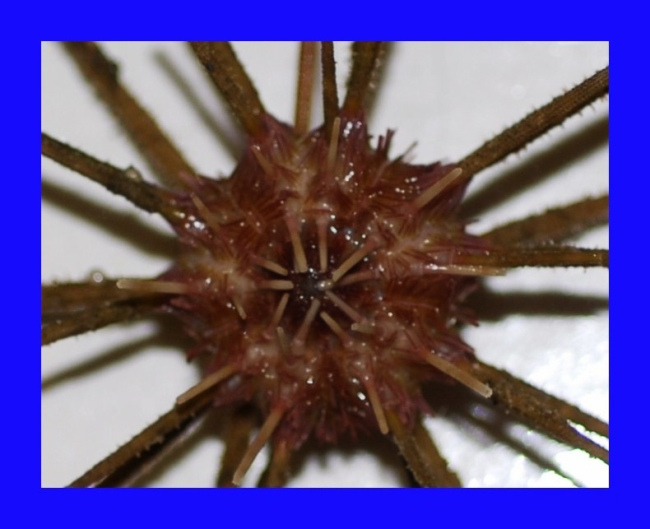Close up of bottom view a species of pencil urchin ( Stylocidaris affinis )