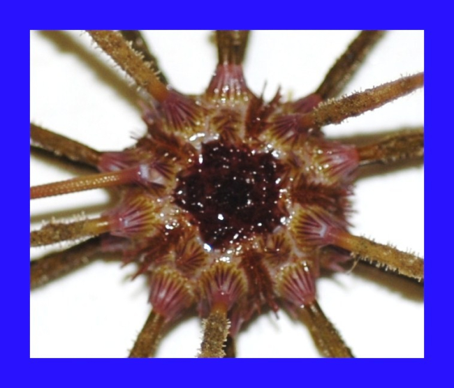 Close up view of a species of pencil urchin ( Stylocidaris affinis )