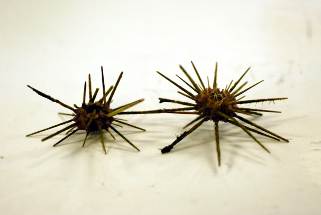 A species of pencil urchin ( Stylocidaris affinis )