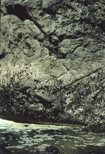 Vertical rock outcropping showing tidal zoning from barnacles at hight tide lineto sea anemones and gooseneck barnacles further down toward low water line