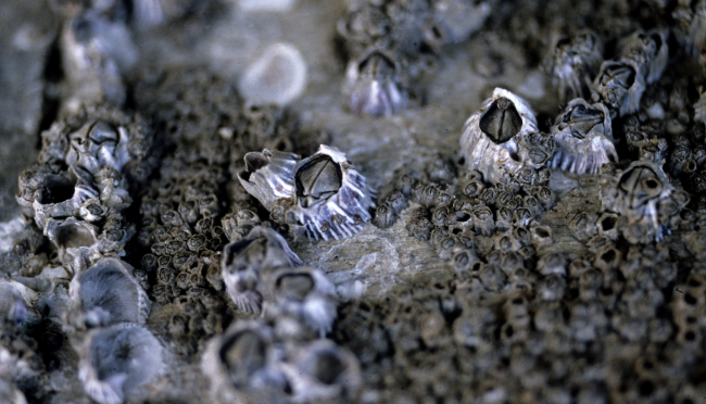 Close-up of large and small barnacles
