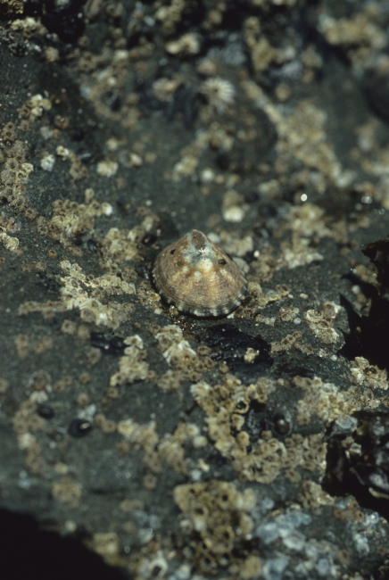 A shield limpet (Collisella pelta) and numerous barnacles
