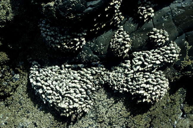 An assemblage of gooseneck barnacles (Pollicipes polymerus) andsmaller barnacles