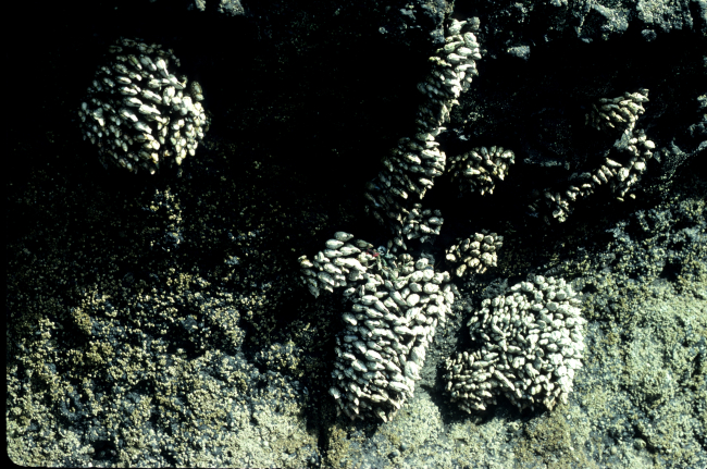 An assemblage of gooseneck barnacles (Pollicipes polymerus) andsmaller barnacles 