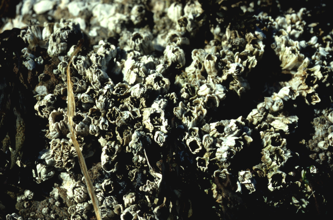 An assemblage of large barnacles