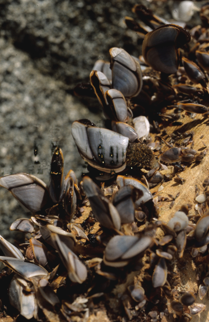 A different species of gooseneck barnacles (Lepas sp