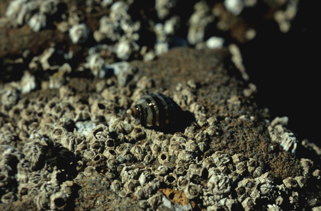 A small snail among the barnacles
