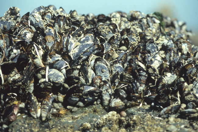 A colony of mussels (Mytilus sp