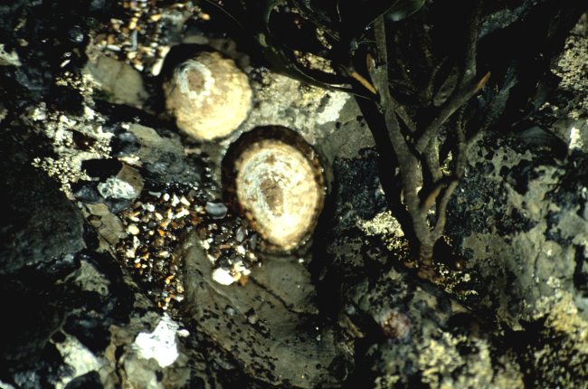 Two shield limpets (Collisella pelta)