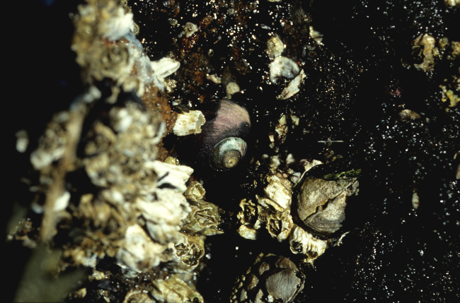 Barnacles, a large snail, and algae
