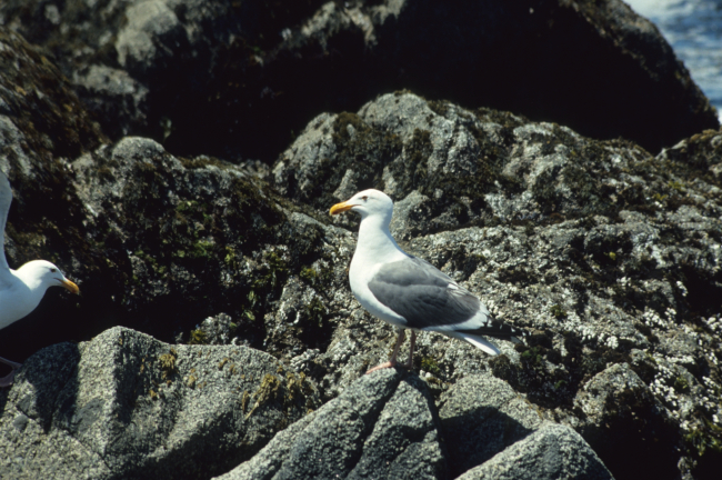 A California seagull (Larus californicus)