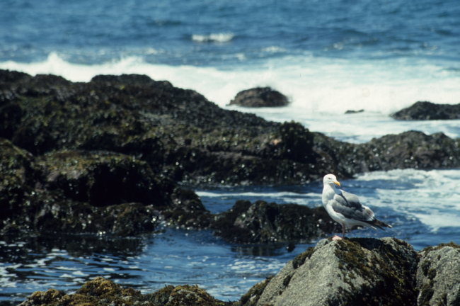 A California seagull (Larus californicus) perched on an algae covered rock