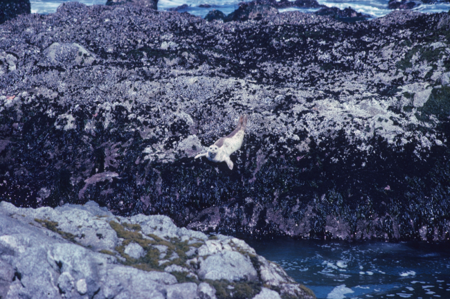 Pacific harbor seal (Phoca vitulina) diving to the water below from analgae-covered rock ledge exposed at low tide
