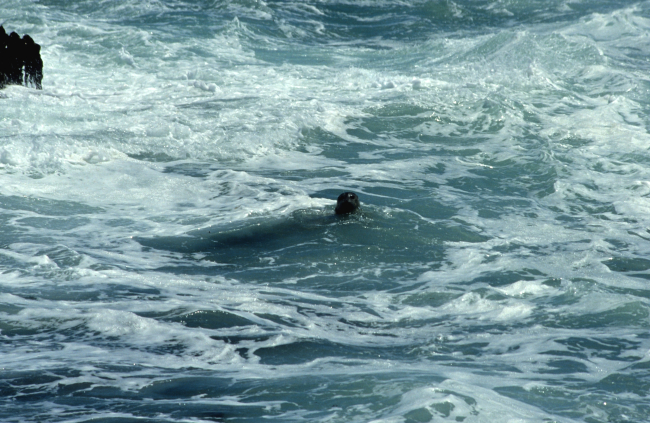Pacific harbor seal (Phoca vitulina) in the surf